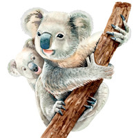 Koalas coloring pages