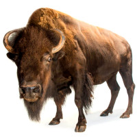 American Bison coloring pages