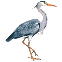Heron coloring pages