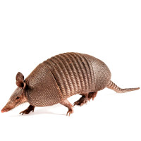 Armadillos coloring pages