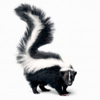 Skunk coloring pages