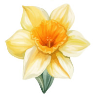 Daffodil coloring pages