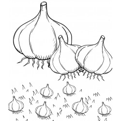 Garlic meadow