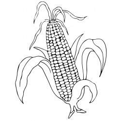 Realistic corn