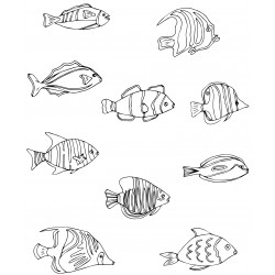 Different types of fish