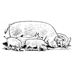 Family of piglets