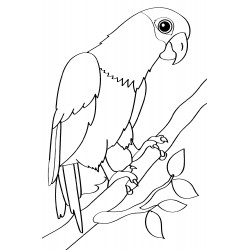 Realistic parrot