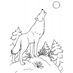 Grown wolf howls at the moon