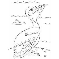 Pelican eats fish