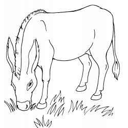 Donkey eats grass