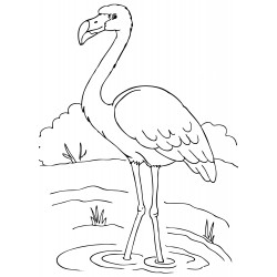 Flamingo on the lake