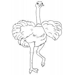 Luxury ostrich