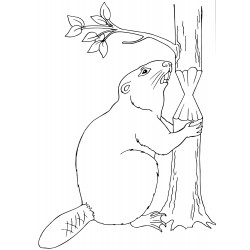 Beaver is gnawing on a tree