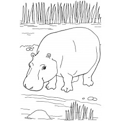 Big hippo