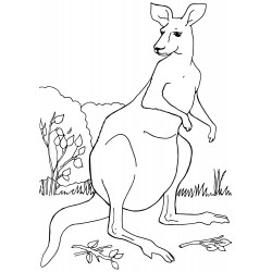 Sad kangaroo
