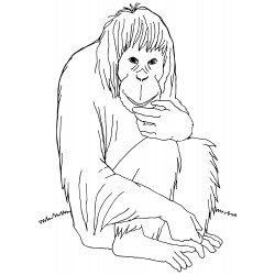 Wise monkey