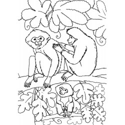 Family of monkeys in a tree