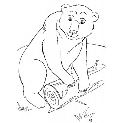 Bear standing on a log