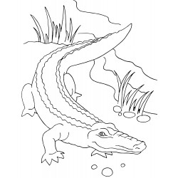 Realistic crocodile