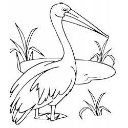 Humble pelican