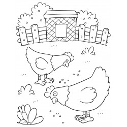 Chickens pecking at grains