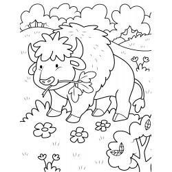 Bison eats grass