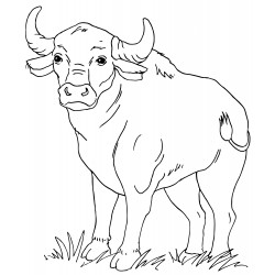 Pensive bull