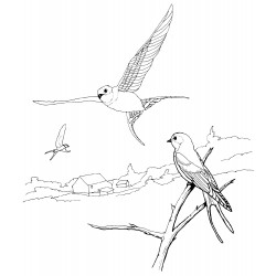 Barn swallow in flight