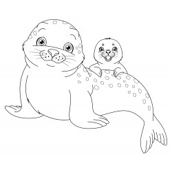 Beautiful seals