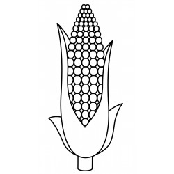 Sweet corn