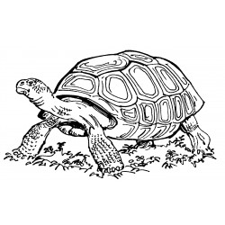 Realistic tortoise