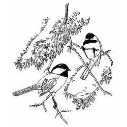 Black-capped chickadees