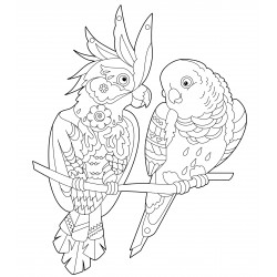 Cockatoo parrots