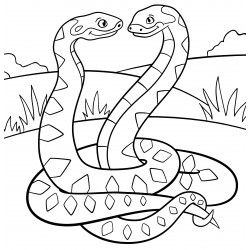 Two snakes in love