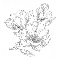 Delicate magnolias