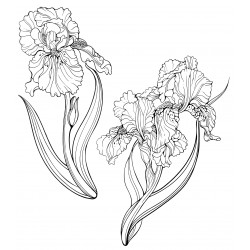 Airy irises