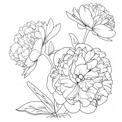Lush peonies