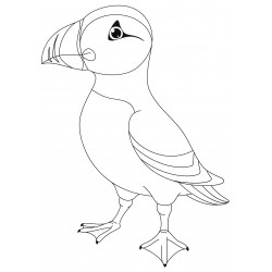 Funny puffin