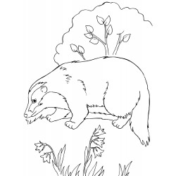 Careful Badger
