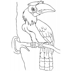 Hornbill bird