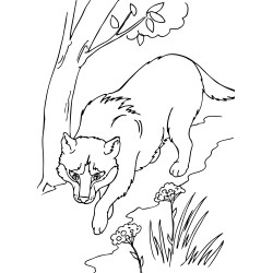 Red Wolf