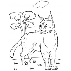 Forest Lynx