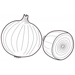 Beautiful onion