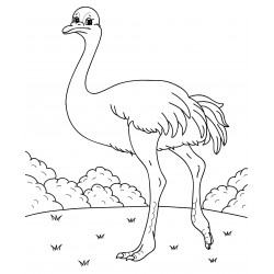 Ostrich in a clearing