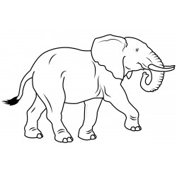 Big elephant