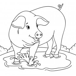 Pig in a puddle