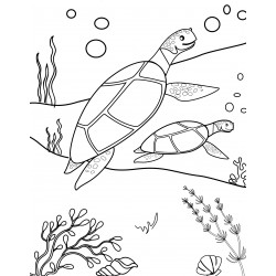 Two turtles underwater