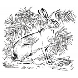 Hare in the bush