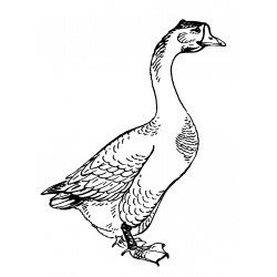 Realistic goose