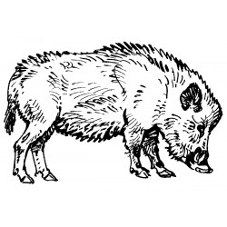 Realistic boar